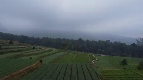 Vegetable Garden Video stock 243873145