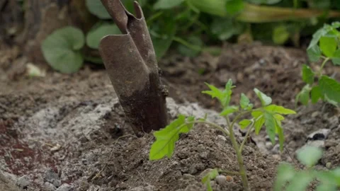 Vegetable Garden Footage Video stock 276713669