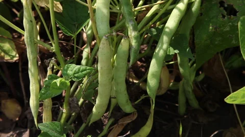 Vegetable garden, fresh green bean, pods, agriculture, harvest, tilt up Stock Footage 40633372
