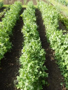Vegetable garden greenery 写真素材