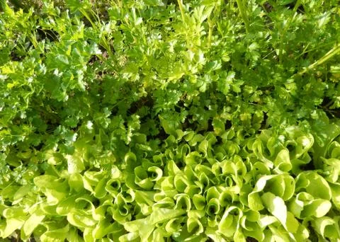 Vegetable garden greenery Stock Photos
