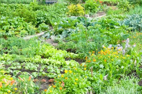 Vegetable garden ground Stock Photos