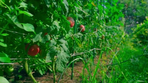 A vegetable garden with growing red tomatoes, smooth camera movement Stock Footage 284238671