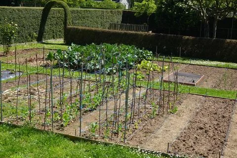 Vegetable garden growing in spring with supporting stakes and string Stock Photos