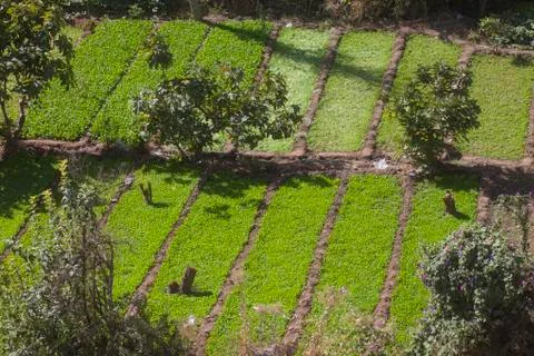Vegetable garden i Stock Photos