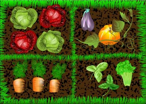 Vegetable garden Stock Illustration