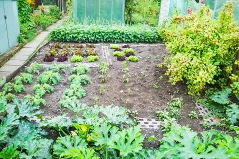 Vegetable Garden Patch Foto stock