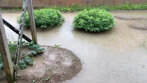 Vegetable Garden With Peanut Plants Flooded During Rain In Backyard Stock Footage 321920594