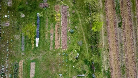 Vegetable garden in permaculture. Top down view. Forest garden, farming concept. Stock Footage 153059031
