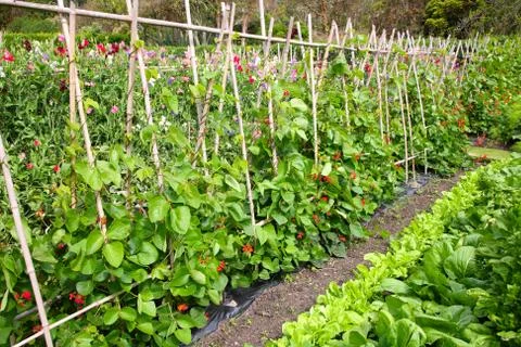 A vegetable garden. Photos