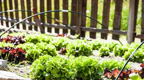 Vegetable garden Stock Photos