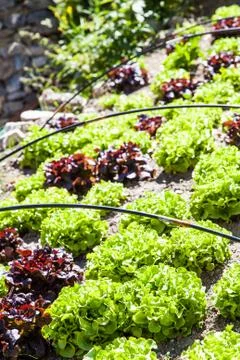 Vegetable garden Foto stock