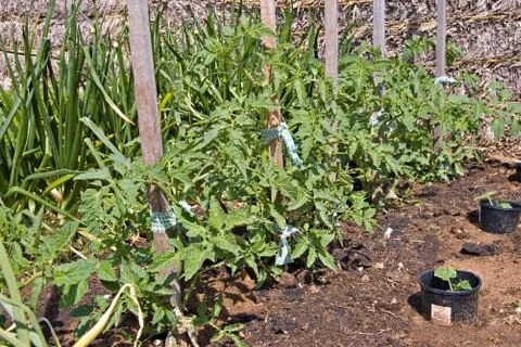 Vegetable garden Stock Photos