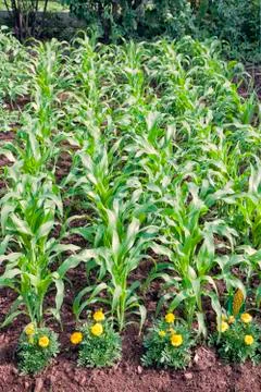 Vegetable garden Stock Photos