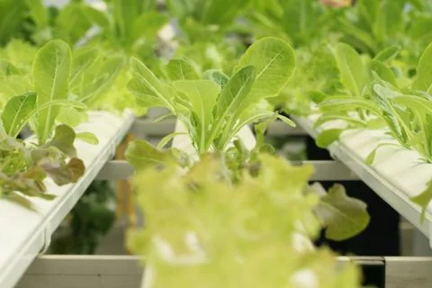 Vegetable garden Stock Photos