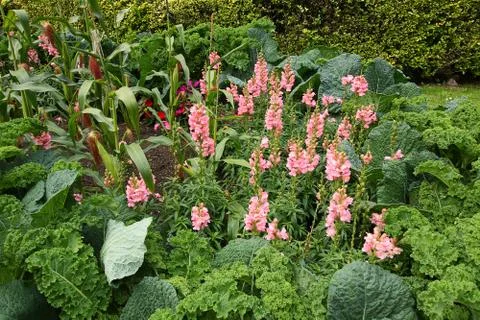 Vegetable garden Stock Photos