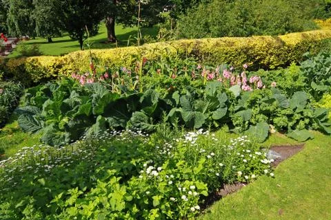 Vegetable garden Stock Photos