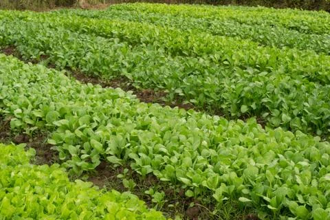 Vegetable garden Stock Photos