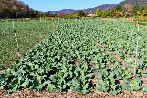 Vegetable garden Stock Photos