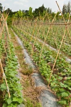Vegetable garden Stock Photos