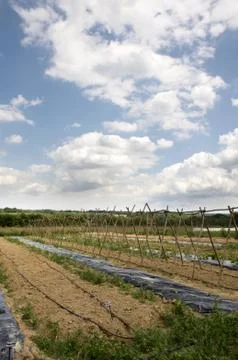 Vegetable garden Foto stock