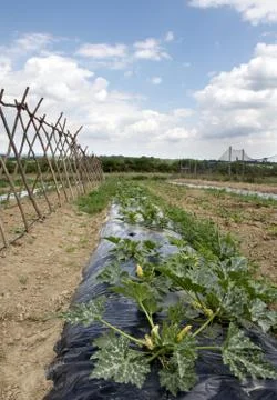 Vegetable garden Foto stock