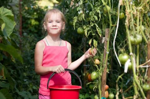 Vegetable garden Stock Photos