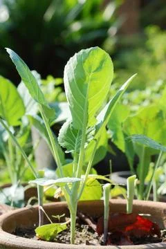 Vegetable garden Stock Photos