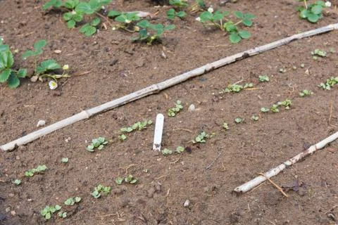 Vegetable garden Foto stock
