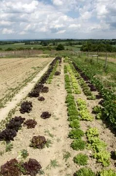 Vegetable garden Stock Photos