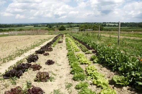 Vegetable garden Stock Photos