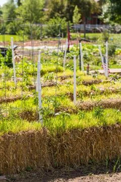 Vegetable garden Stock Photos