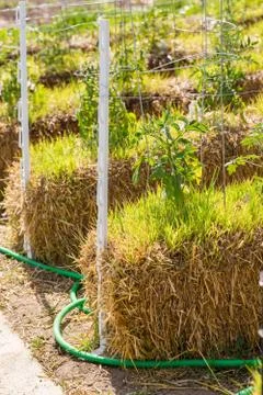 Vegetable garden Foto stock