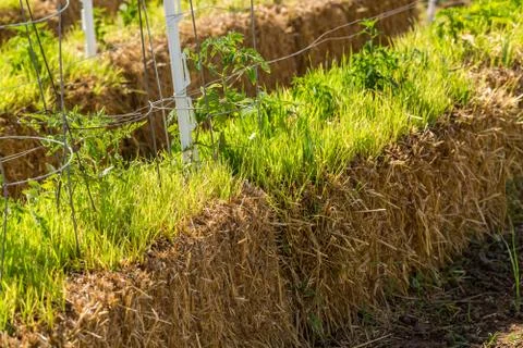Vegetable garden Stock Photos