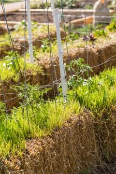 Vegetable garden 스톡 사진