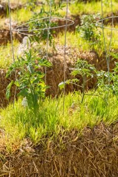 Vegetable garden Foto stock
