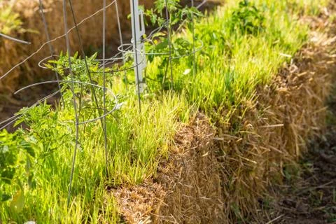 Vegetable garden Foto stock