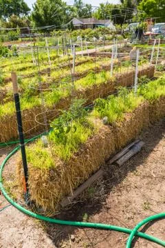 Vegetable garden 스톡 사진