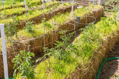 Vegetable garden Foto stock