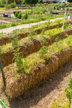 Vegetable garden Stock Photos