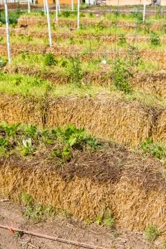 Vegetable garden Foto stock