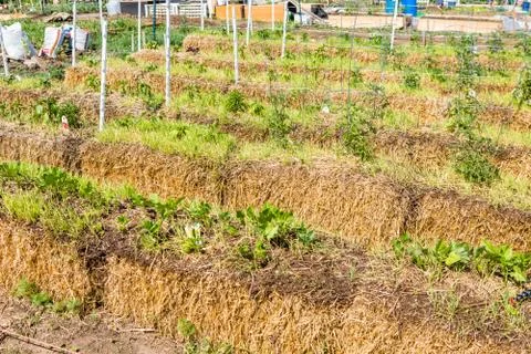 Vegetable garden Stock Photos