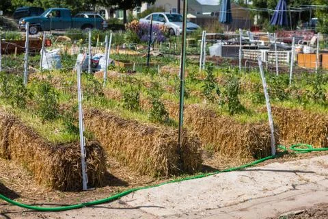 Vegetable garden 스톡 사진
