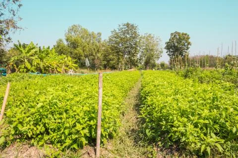 Vegetable garden Stock Photos