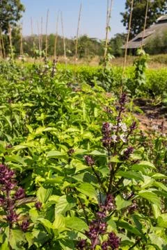 Vegetable garden Stock Photos
