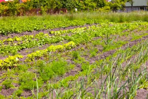 Vegetable garden Foto stock