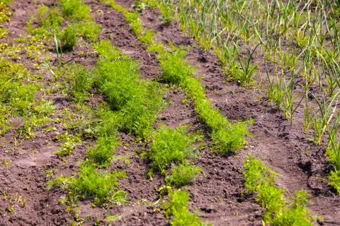 Vegetable garden Stock Photos