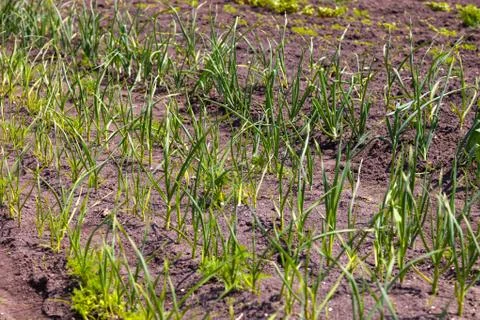Vegetable garden Stock Photos