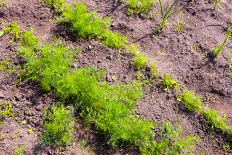 Vegetable garden Stock Photos