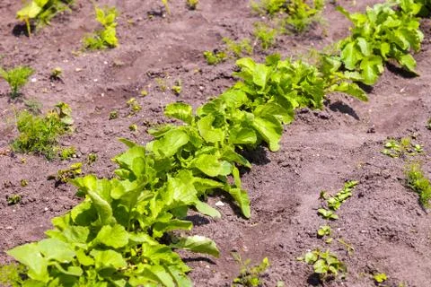 Vegetable garden Stock Photos